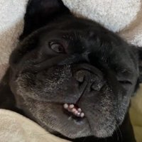 寝姿に癒される人が続出中！？
