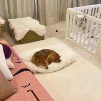 布団の上を独占！？