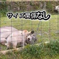 寝転がり手をあげるウルフドッグ