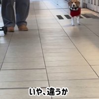 ママが現れた時のきなこちゃん3