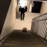 飼い主を迎えに行く小型犬