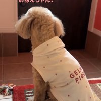 玄関の扉を見つめる犬