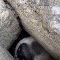 わんこが閉じ込められていた