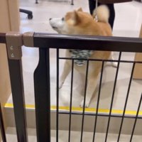 サロンに預けられる豆助座衛門くん6