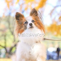 そらちゃんを迎えてからの日々8