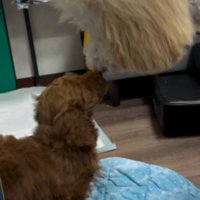 興味津々なゆずちゃん
