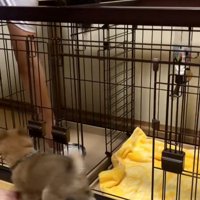 ご飯にたどり着けない福ちゃん