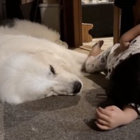 すべてを受け入れているシュシュちゃん