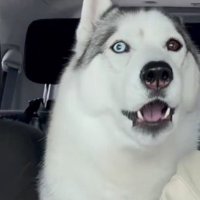 「おでかけ…？」