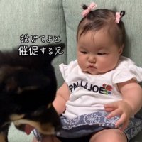 催促する柴犬さん