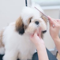 毛を乾かしてドライヤーしてもらった子犬