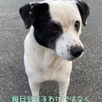 目の前にくる野良犬
