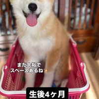カゴの中に入って笑顔の子犬