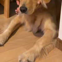 廊下に伏せるもみじちゃん