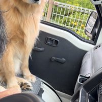 見上げるような表情の犬