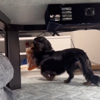 横を向いて去っていく犬