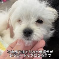 あごに手を添えられる犬
