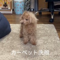 カーペットから顔を離した犬