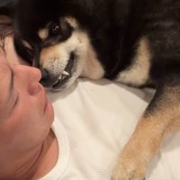 牙を向いたまま息子さんに甘える黒柴