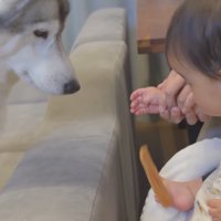 赤ちゃんの手の中から落ちるおやつ