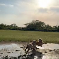 全力で追いかけっこする大型犬