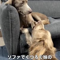 2匹の犬