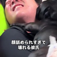 わんこたちに大人気な彼氏