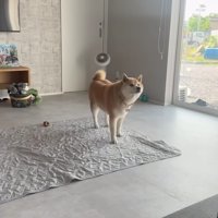 パパが仕事に行くのは…