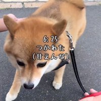 飼い主の方に寄ってくる犬