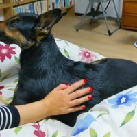 ママさんが撫でると嬉しそう♡
