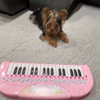 床に置かれたおもちゃのピアノを見つめる犬
