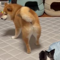 「(なに見とんじゃワレ)」