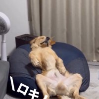 名前を呼ぶ飼い主さん