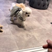 歩く犬