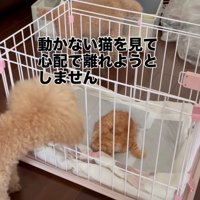 子猫を心配する犬