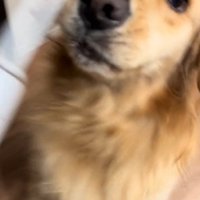 ジャンプする犬