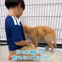 呼ばれた子犬