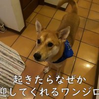 お父さんが起きると、しっぽをパタパタ♪