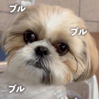 震える犬
