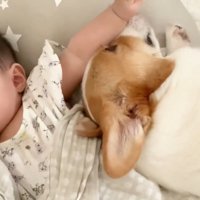 赤ちゃんを慰めにきたむぎ君