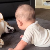小さく吠えるこた君