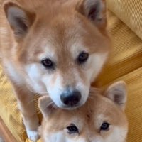顔を寄せる2匹の犬