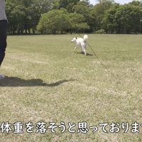 飼い主さんと一緒にダッシュ！