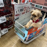 カートのフチに前足をかける犬