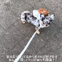 初散歩は歩かなかった…