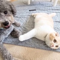 楽しそう！