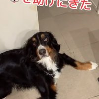 上目遣いで見つめる犬