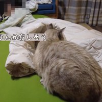 お姉ちゃんが撫でても、寂しそうなお顔のまま