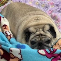 散歩には行きたくない…