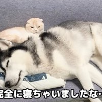 仲良くお昼寝中